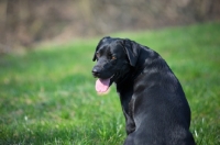 Picture of black labrador smiling