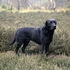 Picture of black labrador standing in heather, a grey scene