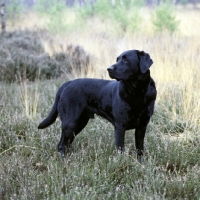 Picture of black labrador standing in heather