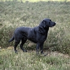 Picture of black labrador standing in heather, a grey scene