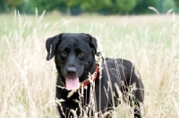 Picture of Black Labrador standing in long grass, panting