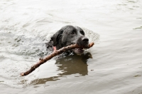 Picture of Black Labrador swimming, retrieving stick