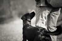 Picture of black labrador walking near owner and looking at his face