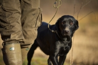 Picture of black labrador walking on a lead with owner