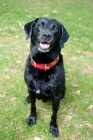 Picture of Black Labrador, wet after a swim, sitting in the grass