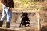 Picture of black labrador with man standing in stream
