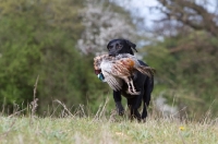 Picture of black Labrador with pheasant