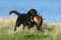 Picture of black Labrador with pheasant