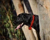 Picture of black lab