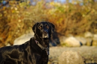 Picture of black lab