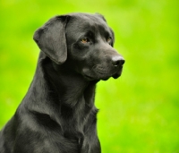 Picture of black lab