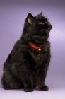 Picture of black long haired cat sitting isolated on a purple background