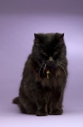 Picture of black long haired cat sitting isolated on a purple background