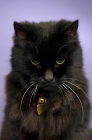 Picture of black long haired cat sitting isolated on a purple background