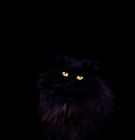 Picture of black long haired cat