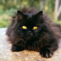 Picture of black longhair cat