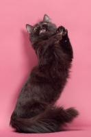 Picture of black longhair Munchkin jumping up