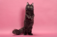 Picture of black longhair Munchkin on hind legs