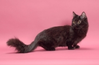 Picture of black longhair Munchkin on pastel background, side view