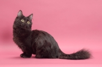 Picture of black longhair Munchkin on pink background