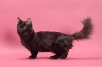 Picture of black longhair Munchkin, side view