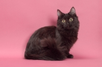 Picture of black longhair Munchkin sitting in studio