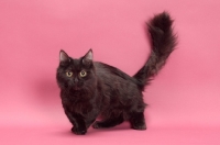 Picture of black longhair Munchkin