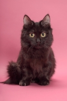 Picture of black longhair Munchkin