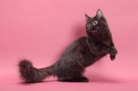 Picture of black longhair Munchkin