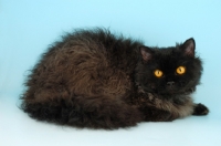 Picture of black longhair selkirk rex lying down