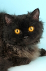 Picture of black longhair selkirk rex portrait