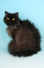 Picture of black longhair selkirk rex