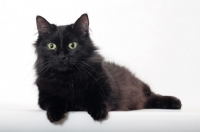 Picture of black longhaired Munchkin on white background