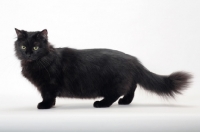 Picture of black longhaired Munchkin