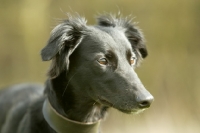 Picture of black Lurcher, portrait