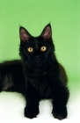 Picture of black Maine Coon cat, looking at camera