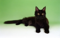Picture of black Maine Coon cat, on green background