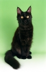 Picture of black Maine Coon cat, sitting down