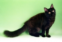 Picture of black Maine Coon cat, sitting