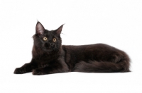Picture of black Maine Coon, lying down