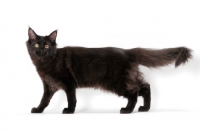 Picture of black Maine Coon, side view