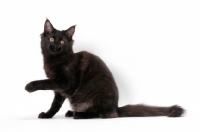 Picture of black Maine Coon, sitting down