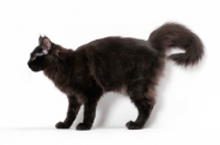 Picture of black Maine Coon
