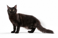 Picture of black Maine Coon