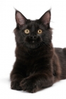 Picture of black Maine Coon