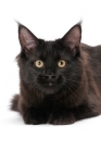 Picture of black Maine Coon