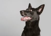 Picture of Black Malinois mix in studio on gray background.