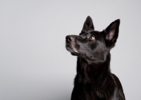 Picture of Black Malinois mix in studio on gray background.
