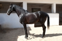 Picture of black marwari stallion at Rohet Garh, India