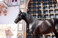 Picture of black Marwari stallion